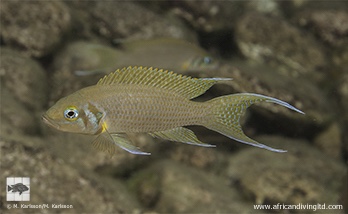 Neolamprologus pulcher 'Kalubale'